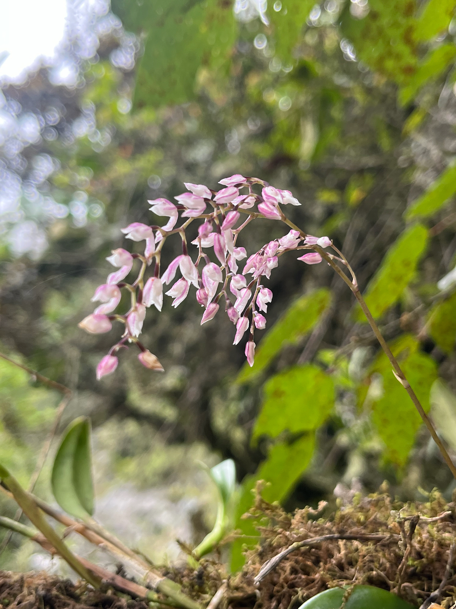 Cyrtochilum