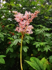 Filipendula palmata