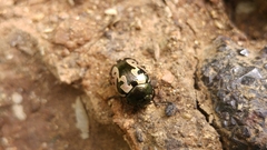 Calligrapha ancoralis