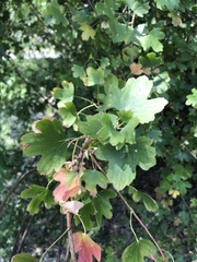 Ribes aureum