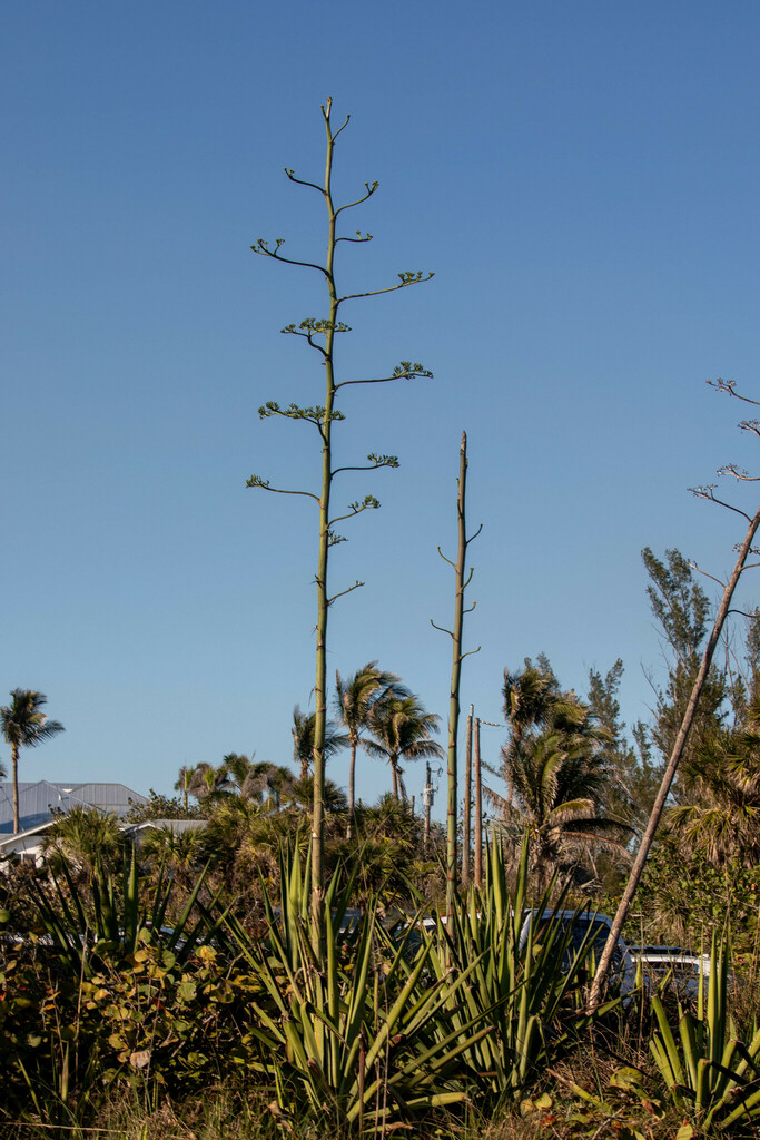 Seminole Hemp