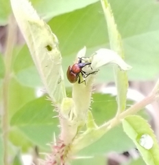 Merhynchites bicolor