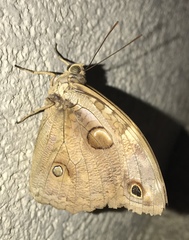 Opsiphanes tamarindi