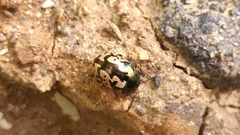 Calligrapha ancoralis