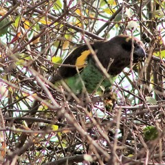 Poicephalus meyeri