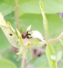 Merhynchites bicolor