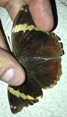 Opsiphanes tamarindi