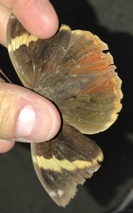 Opsiphanes tamarindi