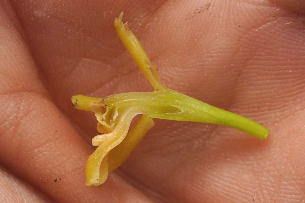 Epidendrum cernuum Kunth 2