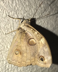 Opsiphanes tamarindi
