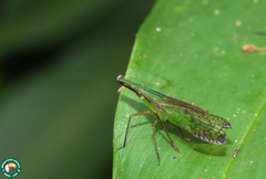 Paralappida limbativentris