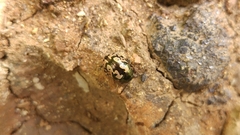 Calligrapha ancoralis