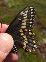 Papilio brevicauda