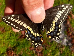 Papilio brevicauda
