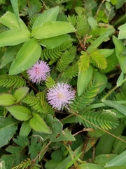 Mimosa pudica