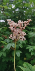 Filipendula palmata