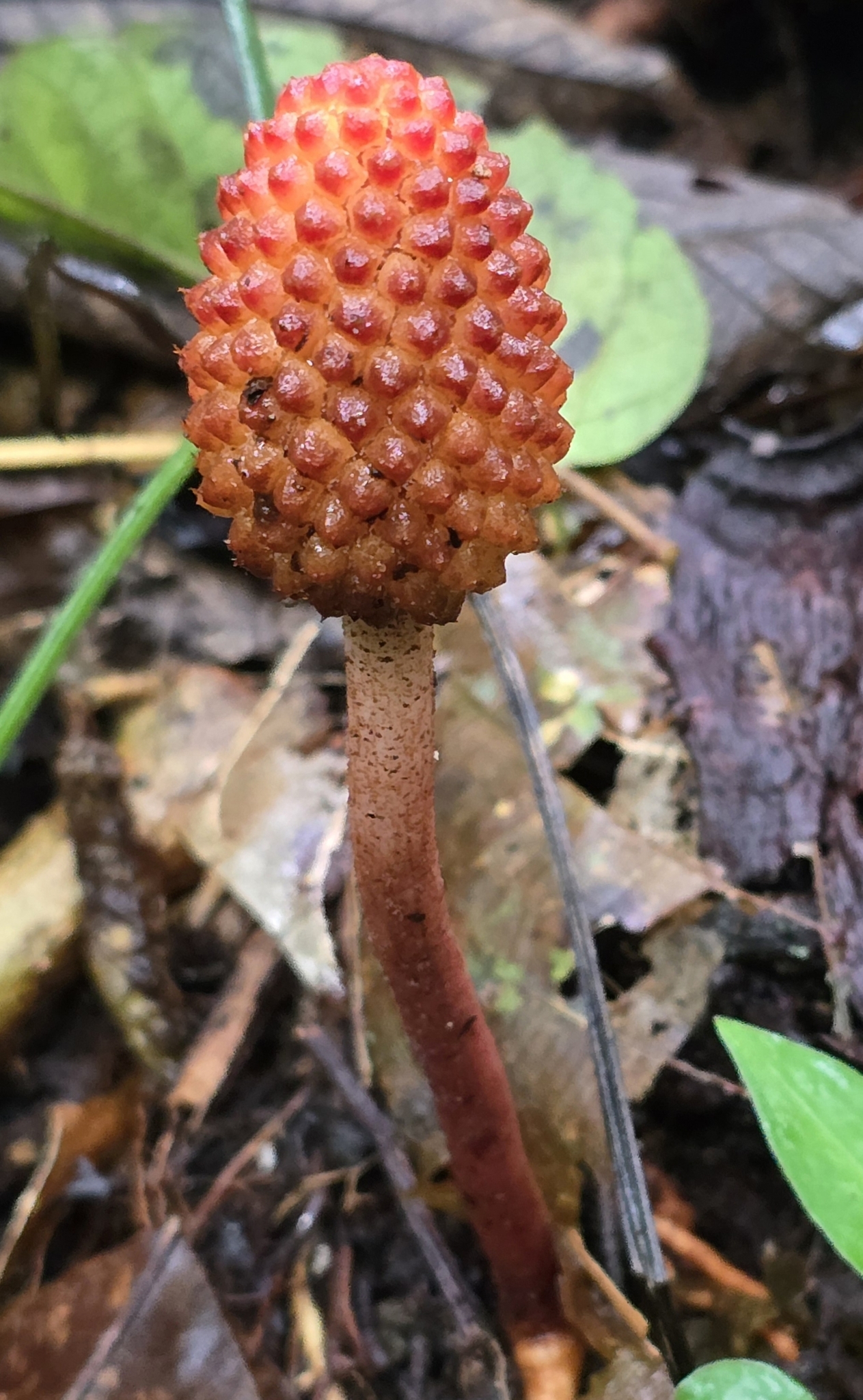 Imagem de Cipó-chumbo