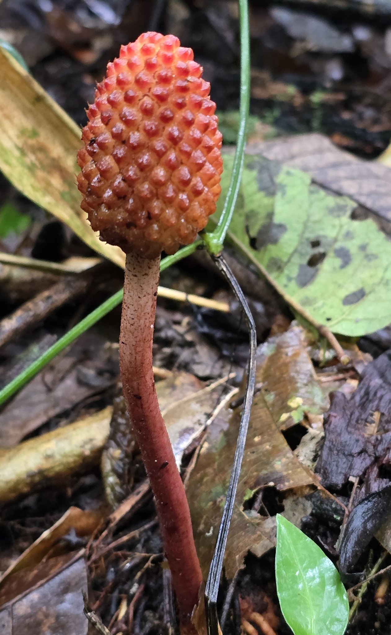 Imagem de Cipó-chumbo