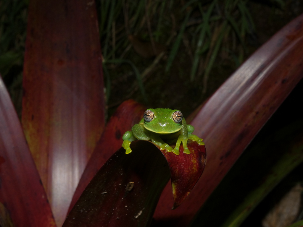 Venezuelan Glass Frog