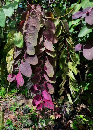 Breynia disticha