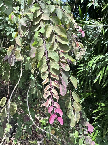 Breynia disticha