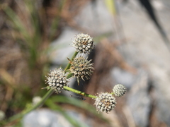 Eryngium venustum