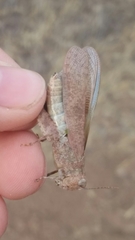 Circotettix undulatus