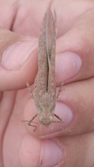 Circotettix undulatus