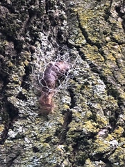 Lymantria dispar