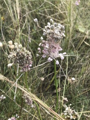 Allium podolicum