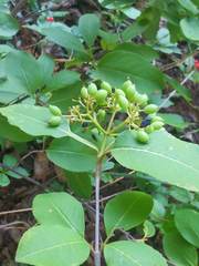 Media resource of Viburnum cassinoides