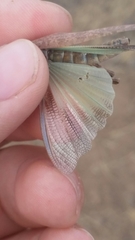 Circotettix undulatus