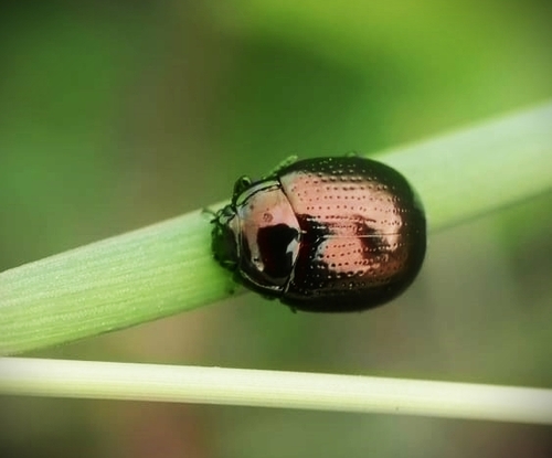 cow parsley leaf beetle, photo 4 of 7