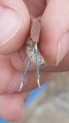 Circotettix undulatus