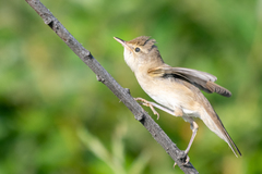 Acrocephalus dumetorum