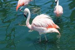 Phoenicopterus
