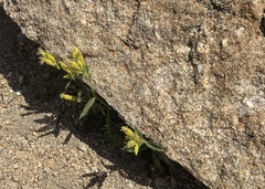 Silene parishii