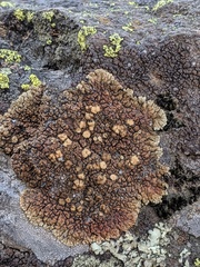 Lecanora mellea