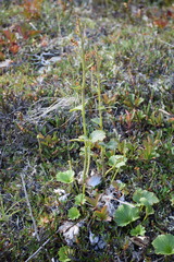 Boykinia richardsonii