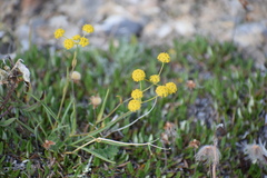 Bupleurum americanum