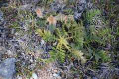 Geum glaciale