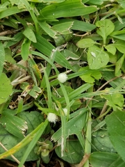 Cyperus mindorensis