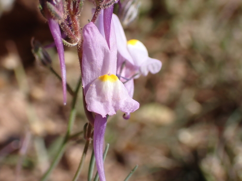 Annual Toadflax