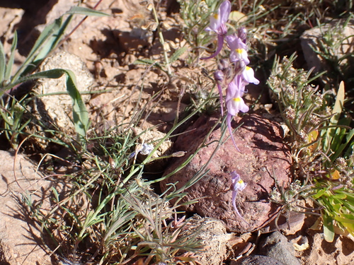Annual Toadflax