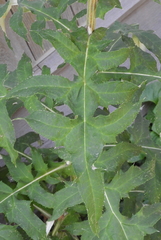 Echinops sphaerocephalus