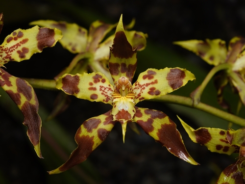 Oncidium lehmannii, photograph 6