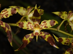 Oncidium lehmannii, photograph (c) Daniel Mesa, some rights reserved (CC BY)