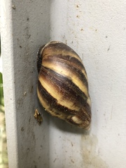 Lissachatina fulica
