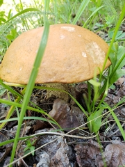 Leccinum insigne