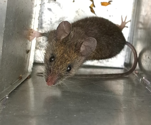 Apodemus semotus observed 2025-02-26